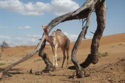 01 Walking Tree und das Kamel
